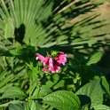 Salvia oxyphora